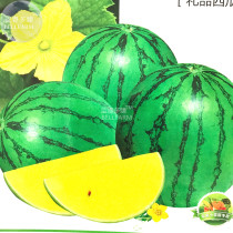 BELLFARM Yellow Gift Watermelom Seeds, 5 packs, 40 seeds/pack, small-sized watermelon 14% sugar contained extra-ealry maturing