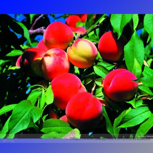 Heirloom Middle-sized Nectarine Smooth-skinned Peach Fruit Seeds, Professional Pack, 2 Seeds / Pack, Tasty Sweet Skinned Peach
