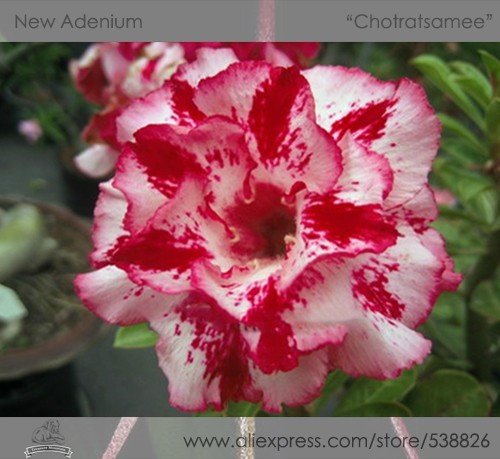 1 Professional Pack, 2 seeds / pack, Rosy Adenium Obesum Chotratsamee Desert Rose Flowers Seeds #NF286