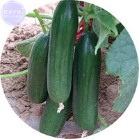 BELLFARM Fruit Cucumber Eaten Raw Vegetable Seeds, Professional Pack, 50 Seeds, tasty Holland green cucumber E4163