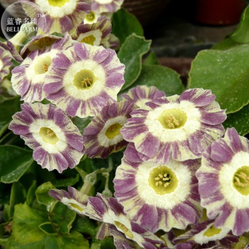 Primula Auricula Handsome Lass, professional pack, 15 Seeds TS314T