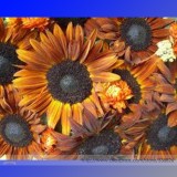 Terracotta Sunflower Seeds, Professional Pack, 15 Seeds / Pack, Stunning Colors Pollen Free Lovely Cut Flowers #NF993