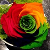 BELLFARM Crazy Rainbow Rose seeds, 50 Seeds, Professional Pack, big blooms a must for home garden E4190