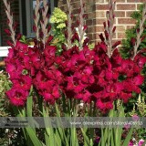 Heirloom New Gladiolus Perennial Flower Seeds, Professional Pack, 50 Seeds / Pack, Very Beautiful Sword Lily Flower Seed
