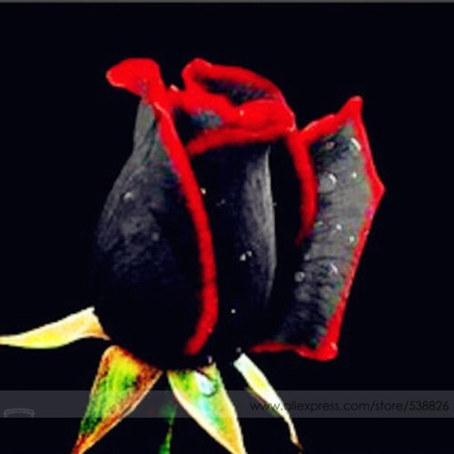 Super Black Rose with Red Edge Seeds, Professional Pack, 50 Seeds / Pack, Rare Garden Rose Flower #NF569