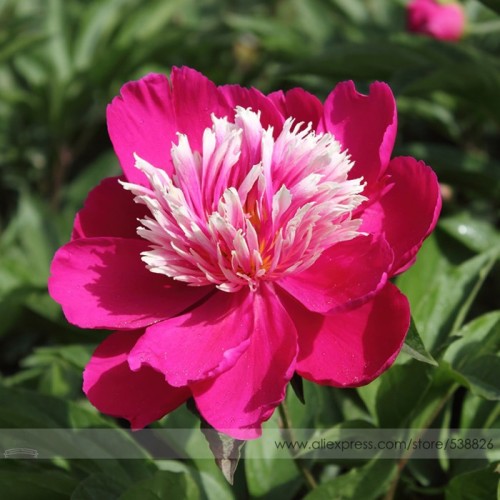 Chinese Red Peony Flower Seeds, 1 Professional Pack, 5 Seeds / Pack, 'SUN' Fragrant Tree Peony Flower #NF543