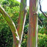 Rainbow Eucalyptus Deglupta Tree, 5 Seeds, multi-hued bark colorful tropical bonsai E3883