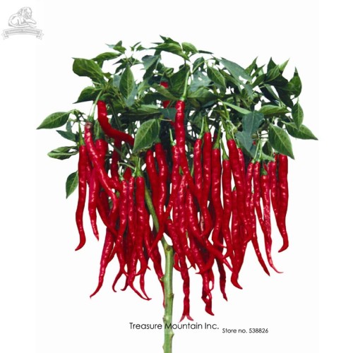 Imported Thai Eugonic Red Line Chili Pepper Seeds, Al pack, 200 Seeds, Hot  Disease-resistant