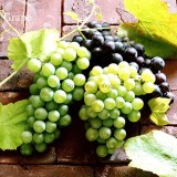 Mixed Grape Vitis Vinifera Vine Delicious Fresh Fruit, 15 seeds, organic grape fruits E3773