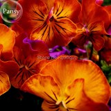 Rare Heirloom Beautiful Orange Pansy, 30 Seeds, cold-resistant high survival rate light up your garden E3604