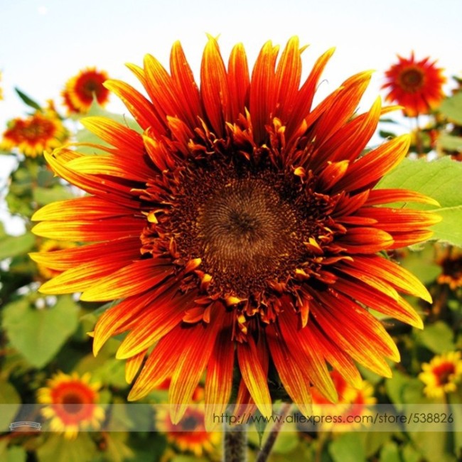 The Joker Beautiful Bicolor Ornamental Sunflower Seeds, Professional Pack, 15 Seeds / Pack, Blooms A Lovely Addition To Yard