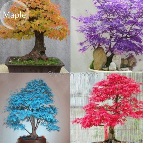 Rare Colorful  Bonsai Japanese Maple Tree Seeds, 20 Seeds, new dazzling bonsai tree perennial plants E3661