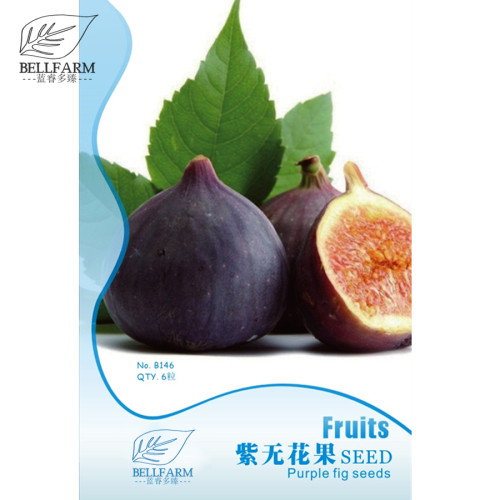 BELLFARM Giant Purple Ficus carica Fig Shrubs, 6pcs Bonsai Seeds, sweet organic big fruits for home garden planting