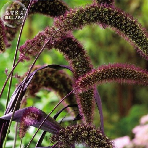 RED JEWEL MILLET Setaria Italica Ornamental Grass Flower Seeds, professional pack, 500 Seeds TS293T
