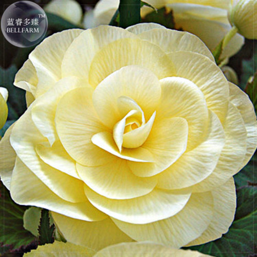 BELLFARM Begonia Semper Bonsai Flower Seeds, 30 Seeds, Professional Pack, perennial handy flowers E4182