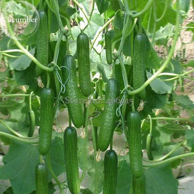 HeirloomFruitsCucumberVegetables,20Seeds,healthydeliciouseatenrawcucumbersE3665