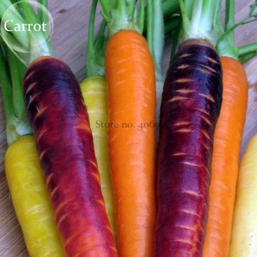 Rare Heirloom Daucus Carota Mixed Carrot Organic Vegetables, 100 seeds, white purple yellow pink mixed seeds E3819