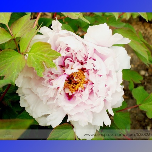 New 'Feng Xia Zhu' Light Pink Tree Peony Flower Seeds, Professional Pack, 5 Seeds / Pack, Light Fragrant Garden Flower #NF748