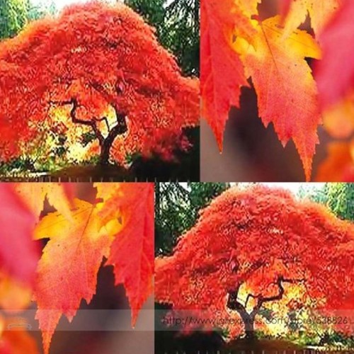 Flame Amur Maple with Bright Red Leaves Seeds, Professional Pack, 20 Seeds / Pack, Great as a Bonsai Specimen Grow Your Own