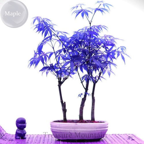 Rare Blue Maple Tree Seeds, 10 Seeds, bonsai thin leaves and large leaves tree TS230T