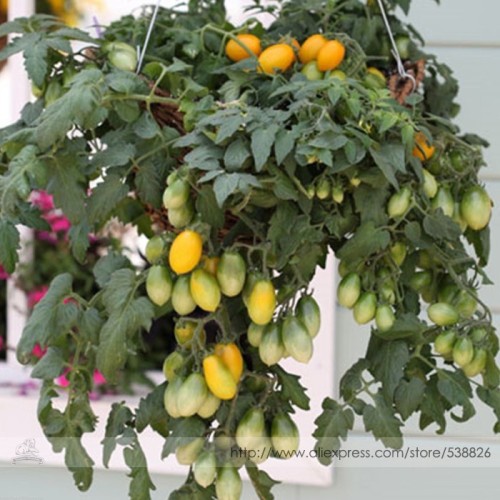 Pearl Drops Tomato F1 Seeds, Professional Pack, 100 Seeds / Pack, Great Quantities on Cascading Plants in Baskets #TS022