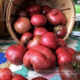 Organic Heirloom Cherokee Purple Solanum Llycopersium Tomato Seeds, Professional Pack, 100 Seeds / Pack. Tasty Sweet #NF959