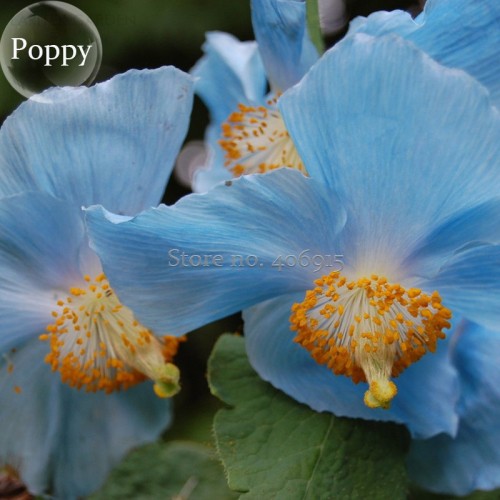 Rare Blue Corn Iceland Poppy Annual Flowers, 100 seeds, light your garden E3594