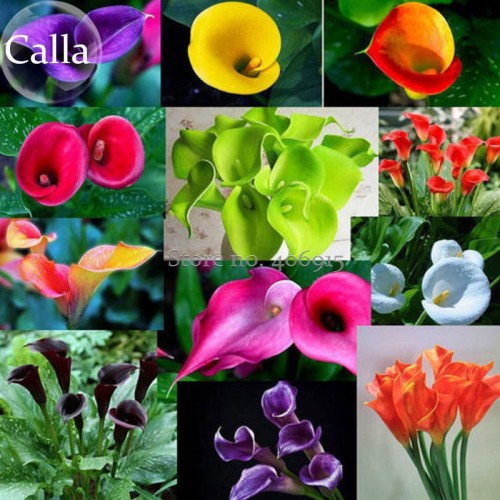 Rare Mixed Colorful Calla Lily Flowers, 20 Seeds, new style attractive butterfly common callalily light up your garden E3634
