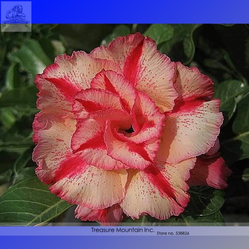 Heirloom Adenium New Destiny Desert Rose Bonsai Seeds, Al Pack, 2 Seeds, Double-lobe Light Pink Compact Orange Red Flower