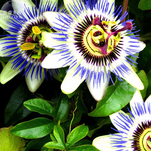 BELLFARM Passiflora Caerulea Passion Fruit Flowers Seeds, 30 seeds, tasty yellow fruits purple white flowes climbing perennial