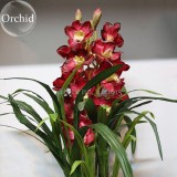 Rare Wild Orchids Dark Red Colors Perennial Flowers, 100 Seeds, light fragrant indoor potted landscape E3627