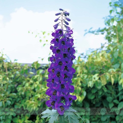 Purple  Delphinium x Cultorum 'Tall Black Knight' Flower Seeds, Professional Pack, 50 Seeds / Pack, Hardy Perennial Bonsai Seeds