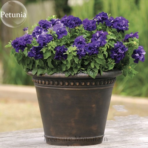 Imported Double Corrugated Mixed Purple Petunia Seeds, Professional Pack, 50 Seeds / Pack, very beautiful bonsai flowers TS208T