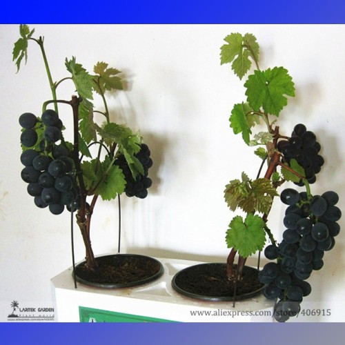 Bonsai Super Black Grape 'Hei Fei' Organic Seeds, Professional Pack, 15 Seeds / Pack, Sweet Tasty Indoor Fruit E3084