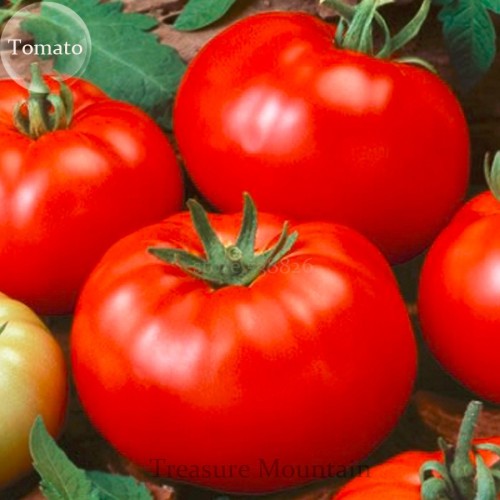 100% Genuine Heirloom Beefsteak Tomato, 20 Seeds, tasty juicy sweet bright red beef tomato vegetables organic TS226T