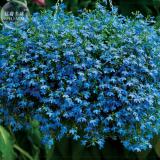 BELLFARM Lobelia Blue Hanging Bonsai Flower Seeds, 200 Seeds, Professional Pack, perennial lobelias flowers E4181