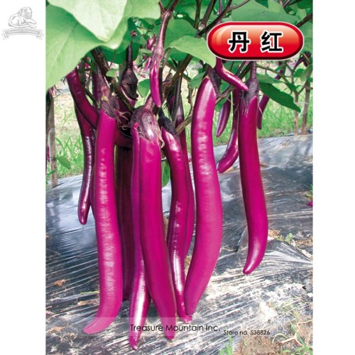 Hangzhou Red Long Eggplant F1 Vegetable Seeds, Al pack, 200 Seeds, Tasty Edible Eugonic Plant
