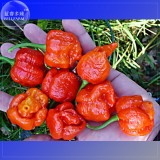 Trinidad Scorpion Pepper, 20 Seeds, Professional Pack, BUTCH Worlds Hottest Chilli Seeds TS356T