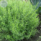 BELLFARM Russian Tarragon Seeds, Professional Pack, 10 Seeds, aromatic and culinary properties E4228