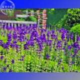 Clary Salvia Mixed (Red, Blue) Flower Seeds, professional pack, 30 Seeds, salvia horminum perennial flowers TS324T
