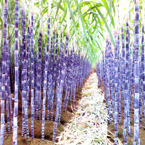 BELLFARM Black Sugarcane Organic Subtropics Plant Seeds, 100 seeds, sweet juicy saccharum sugar cane