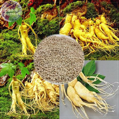 BELLFARM Heirloom Chinese Hardy Panax Ginseng Ashwaganda Seeds, 6 Seeds, Professional pack, physical fitness King of Herbs E4248