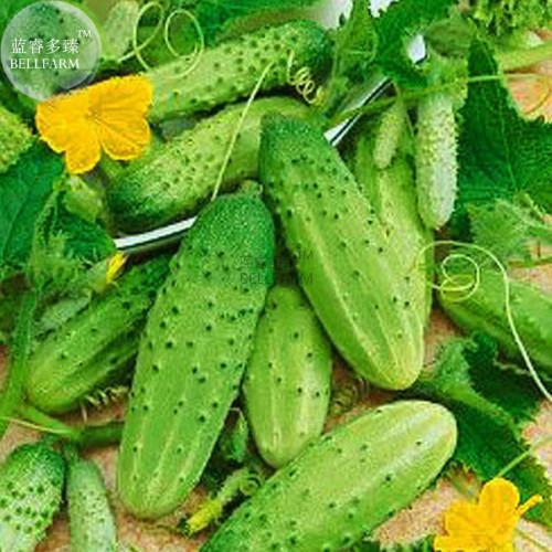 BELLFARM Stinging Gherkin Little Cucumber Hybrid F1, 50 seeds, delicious for early pickling cornichon E3874