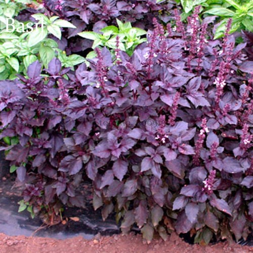 Ocimum basilicum Red Rubin Purple Green Basil Herbs, 100 seeds,  annual herbs growing all year E3843