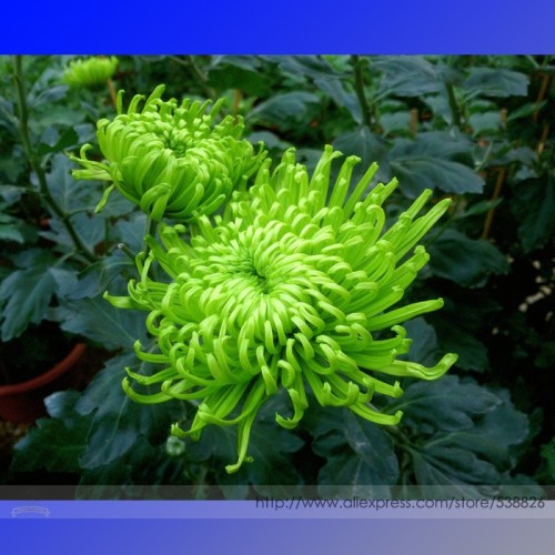 Green Spider Chrysanthemum Courtyard Flower Seeds, Professional Pack, 50 Seeds / Pack #NF973