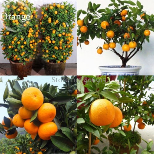 Heirloom Bonsai Ornamental Sweet Orange Fruit Tree, 20 Seeds,  delicious healthy nutrition E3629