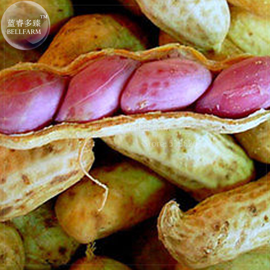 US 0.72 BELLFARM 10+ Jumbo Virginia Peanuts Untreated Seeds, organic