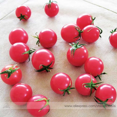 Sweet Treats Hybrid Pink Cherry Tomato Seeds, Professional Pack, 100 Seeds / Pack, Clusters of Tomato #NF726