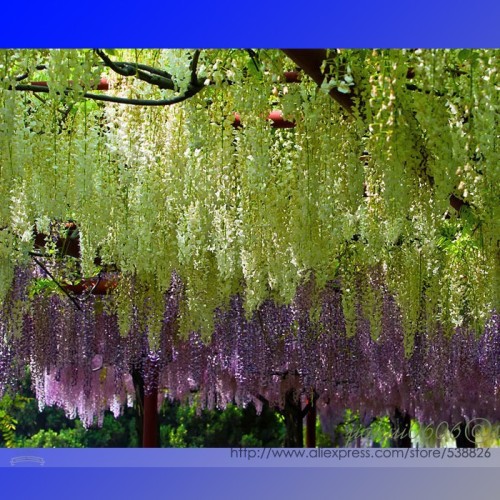 100% True Variety Rare Green Wisteria Climbing Woody Plant Flower Seeds, Professional Pack, 100 Seeds / Pack, Light Fragrant