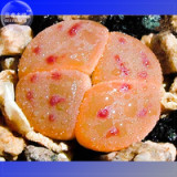 BELLFARM 10+ Lithops dinteri subsp. dinteri var. brevis Seeds, Professional Pack, flesh red spot lovely living stones BD048H